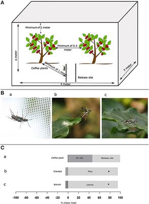 Behavioral Ecology of the Coffee White Stem Borer: Toward Ecology-Based Pest Management of India's Coffee Plantations